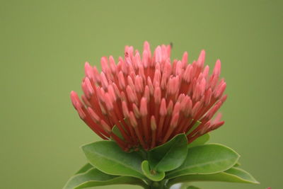 Close-up of pink flower blooming against green background