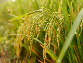 Close-up of wheat growing on field