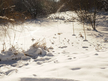 Snow covered land and bare trees on field