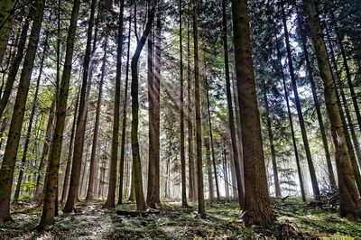 Low angle view of trees in forest