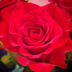 Close-up of red rose
