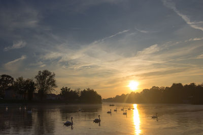 Colorful sunset over calm river bosut, vinkovci, croatia. swans floating on the river.