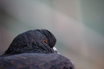 Close-up portrait of a bird