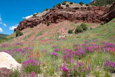 Purple flowering plants on rocky mountain