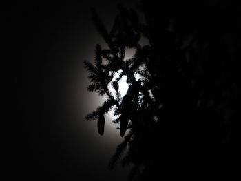 Silhouette of trees against sky at night