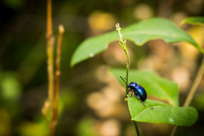 Close-up of beetle on leaf