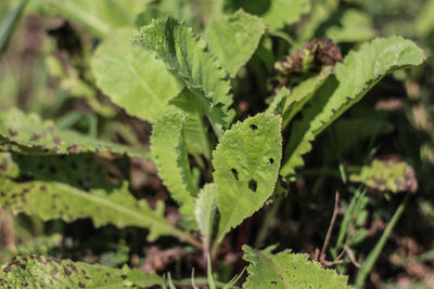 Close-up of green leaves on plant