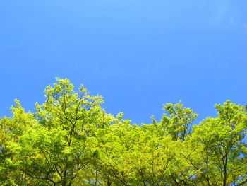 Low angle view of trees against clear blue sky