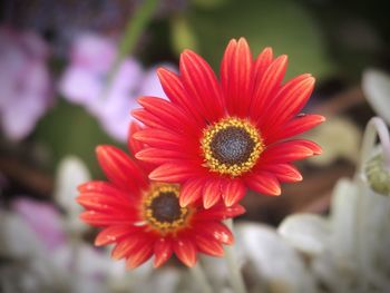 Close-up of red daisy