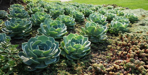 High angle view of cactus growing on field