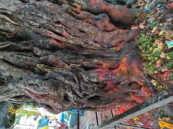High angle view of tree trunk