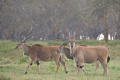 Wild animals in a field in the wild