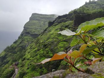 Close-up of fresh green mountain against sky