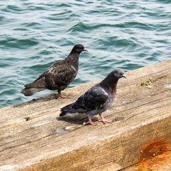 High angle view of birds perching on lake