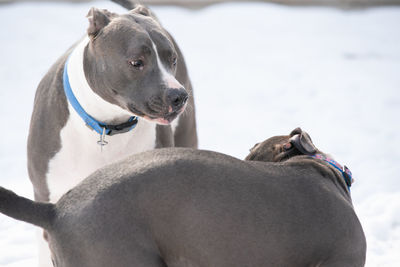 Adult pitbull is not amused with pitbull puppy trying to play