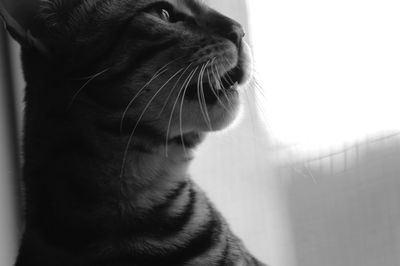 Close-up of cat looking away