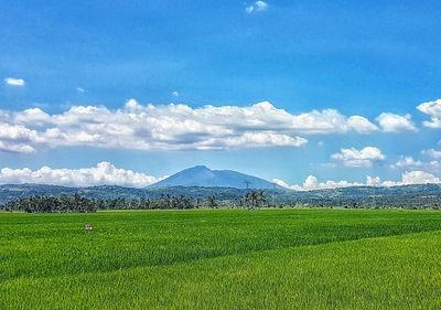 Scenic view of agricultural field against blue sky
