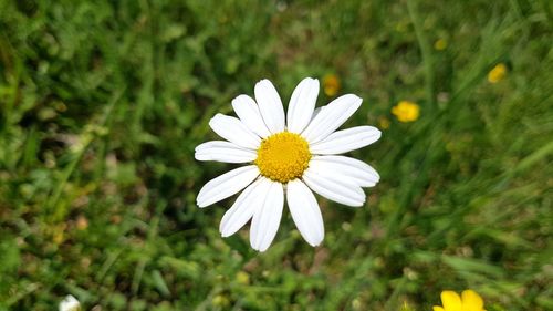 Close-up of white daisy flower on field