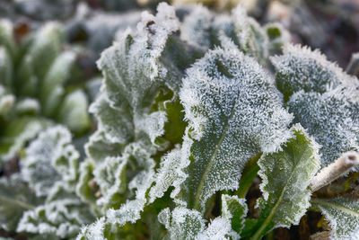 Close-up of frozen plant during winter