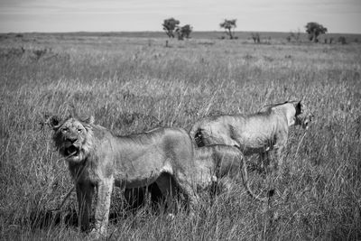 Dog standing on field