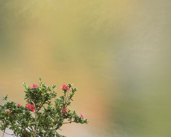 Close-up of pink flowering plant