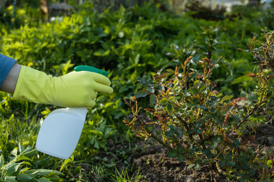 Cropped hand of woman holding plant