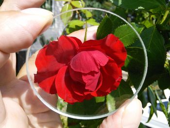 Close-up of hand holding red flowers