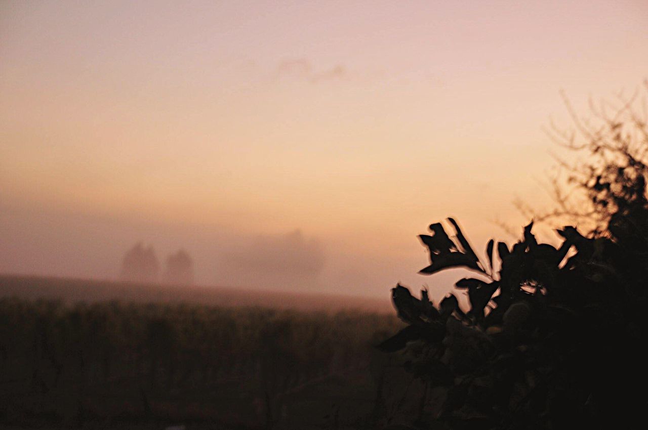 sunset, silhouette, tranquil scene, tranquility, beauty in nature, scenics, nature, landscape, copy space, fog, growth, sky, field, plant, dusk, idyllic, foggy, outdoors, orange color