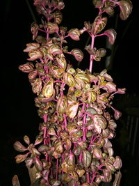 Close-up of flowers against black background