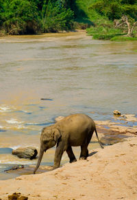 Side view of elephant standing on sand