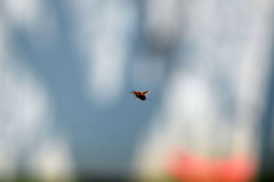 Close-up of bird flying against blurred background