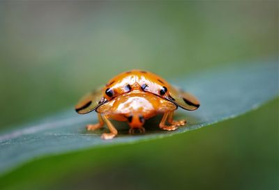 Close-up of insect on leaf