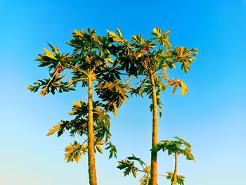 Low angle view of maple tree against blue sky