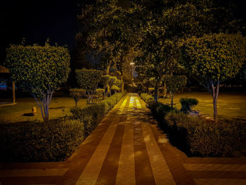 Trees in park at night