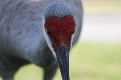 Close-up of a bird