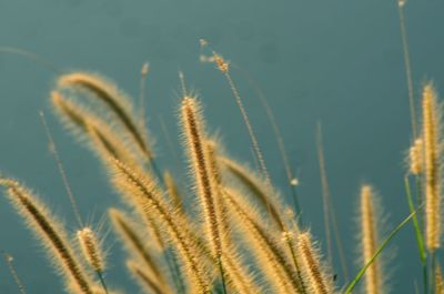 Close-up of wheat growing in field