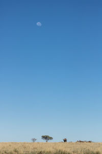 Scenic view of field and buffalo against clear sky