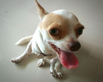 Close-up of dog looking at camera