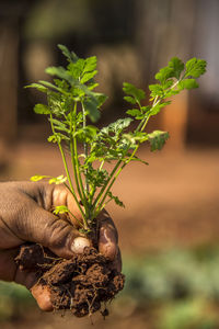 Cropped hand holding cilantro on farm