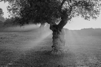 Tree on field during foggy weather