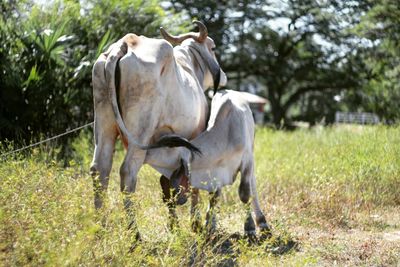 Cows in grass field