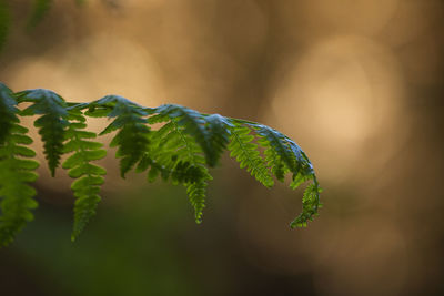 Close-up of plant