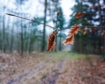 Close-up of dry autumn leaves