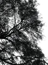 Low angle view of tree against clear sky