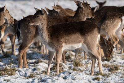 Deer on land during winter