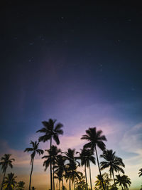 Low angle view of silhouette palm trees against sky at night