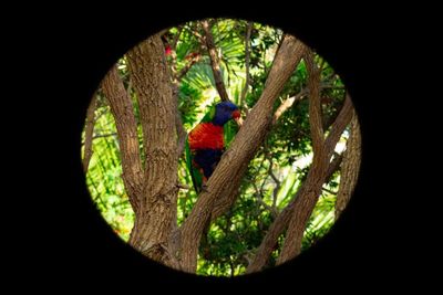 View of parrot perching on tree