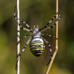 Close-up of spider