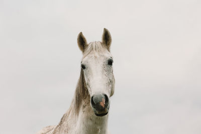 Close-up of horse standing against sky