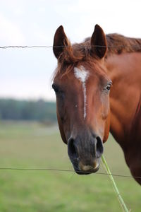 Close-up of horse